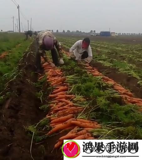 一小孩和妈妈一起拔萝卜