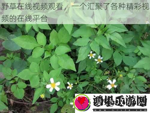 一个汇聚了各种精彩视频的在线平台