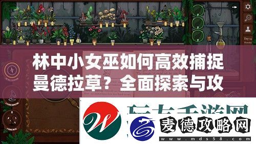 林中小女巫如何高效捕捉曼德拉草