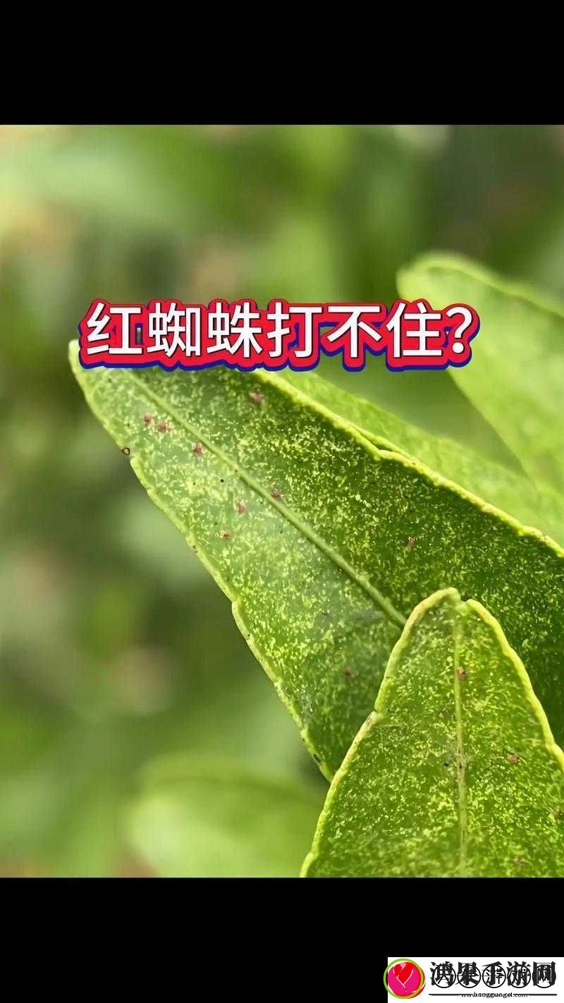密不可分！面对蜘蛛