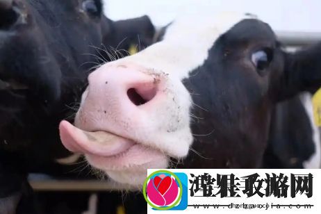 牛校出牛子是什么梗络用语