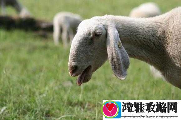 进入羊的水门