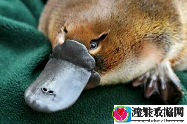 毒杀宠物情节严重可构成刑事犯罪