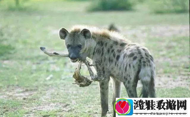 毒杀宠物情节严重可构成刑事犯罪