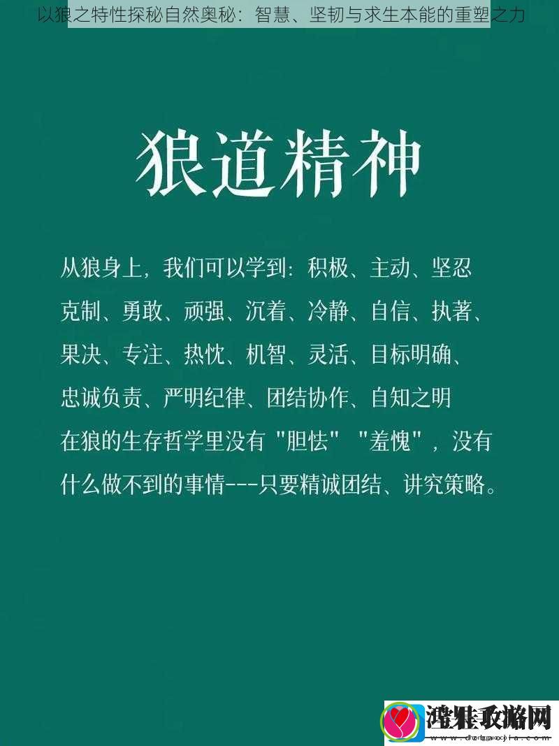 以狼之特性探秘自然奥秘